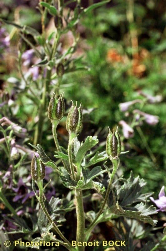 Delphinium 15