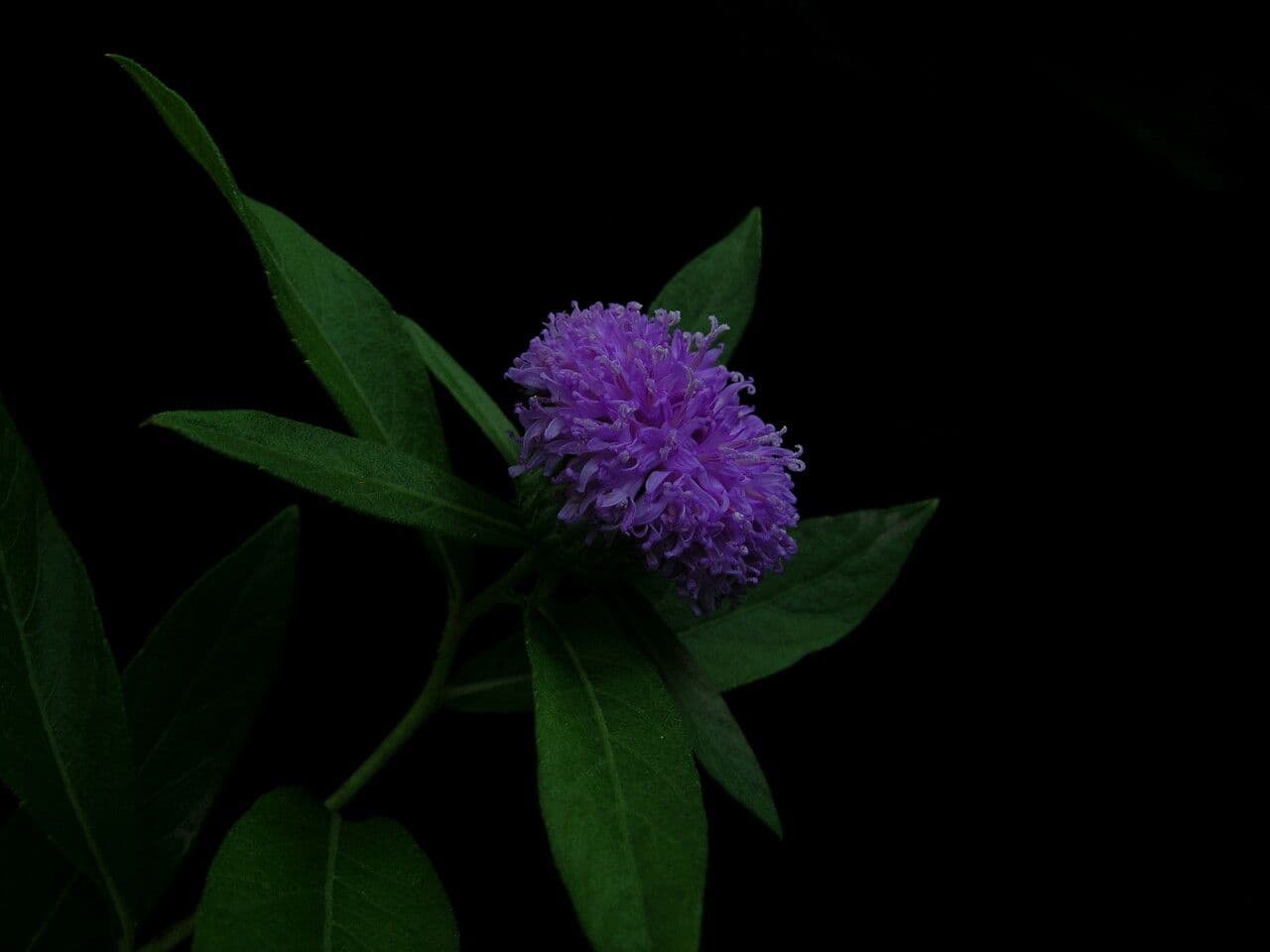 Acilepis
