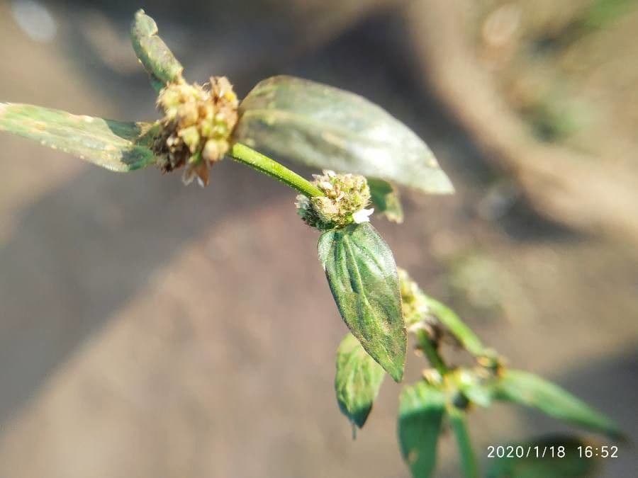 Spermacoce ocymifolia 8