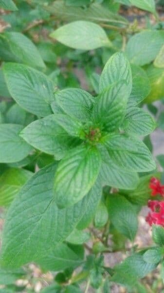 Pentas 25