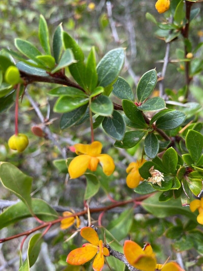 Berberys drobny 8
