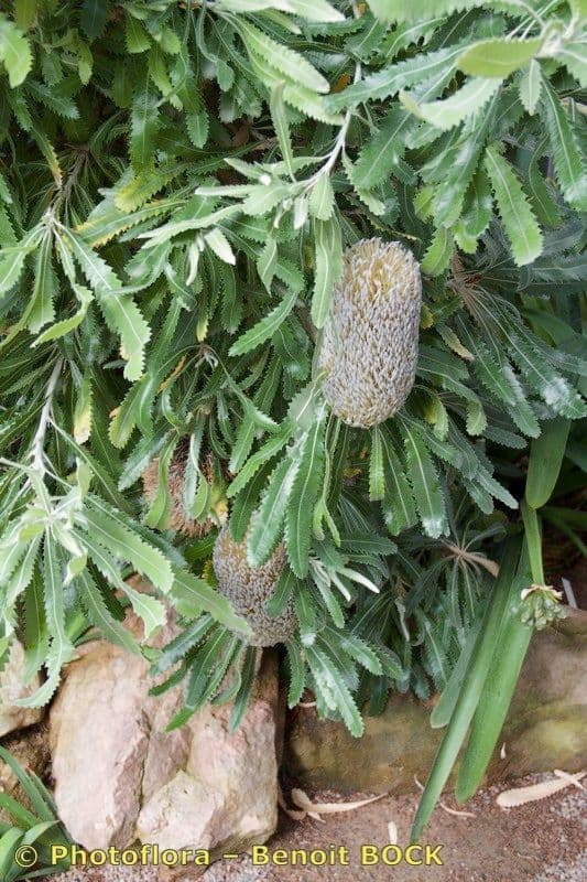 Banksia 23