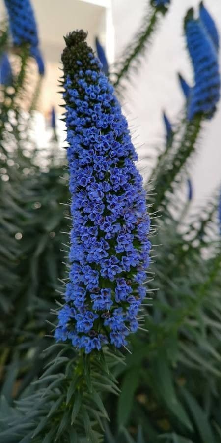 Echium di Madeira 4