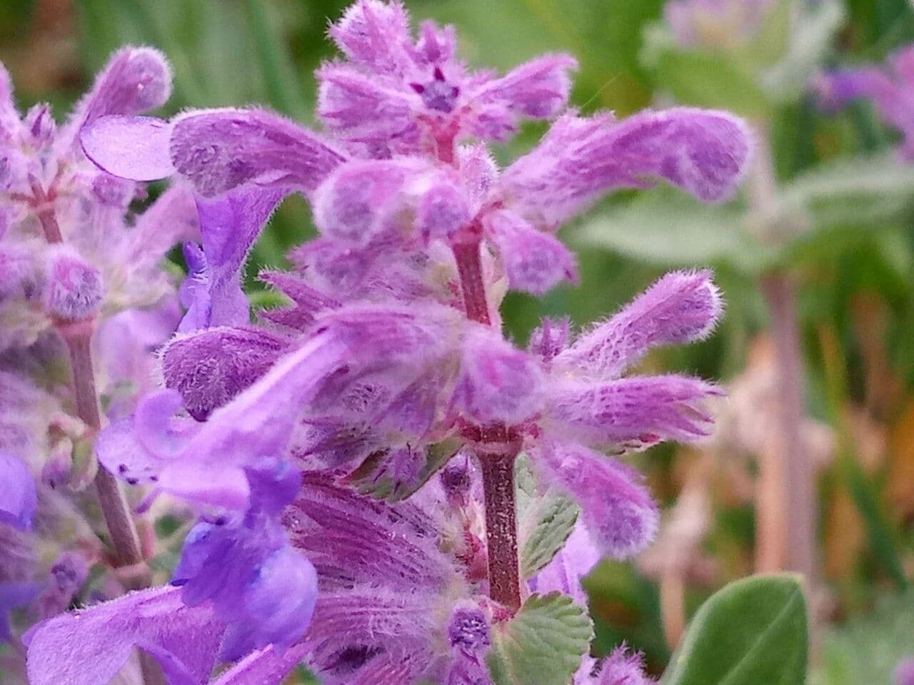 Salvia verticillata 8