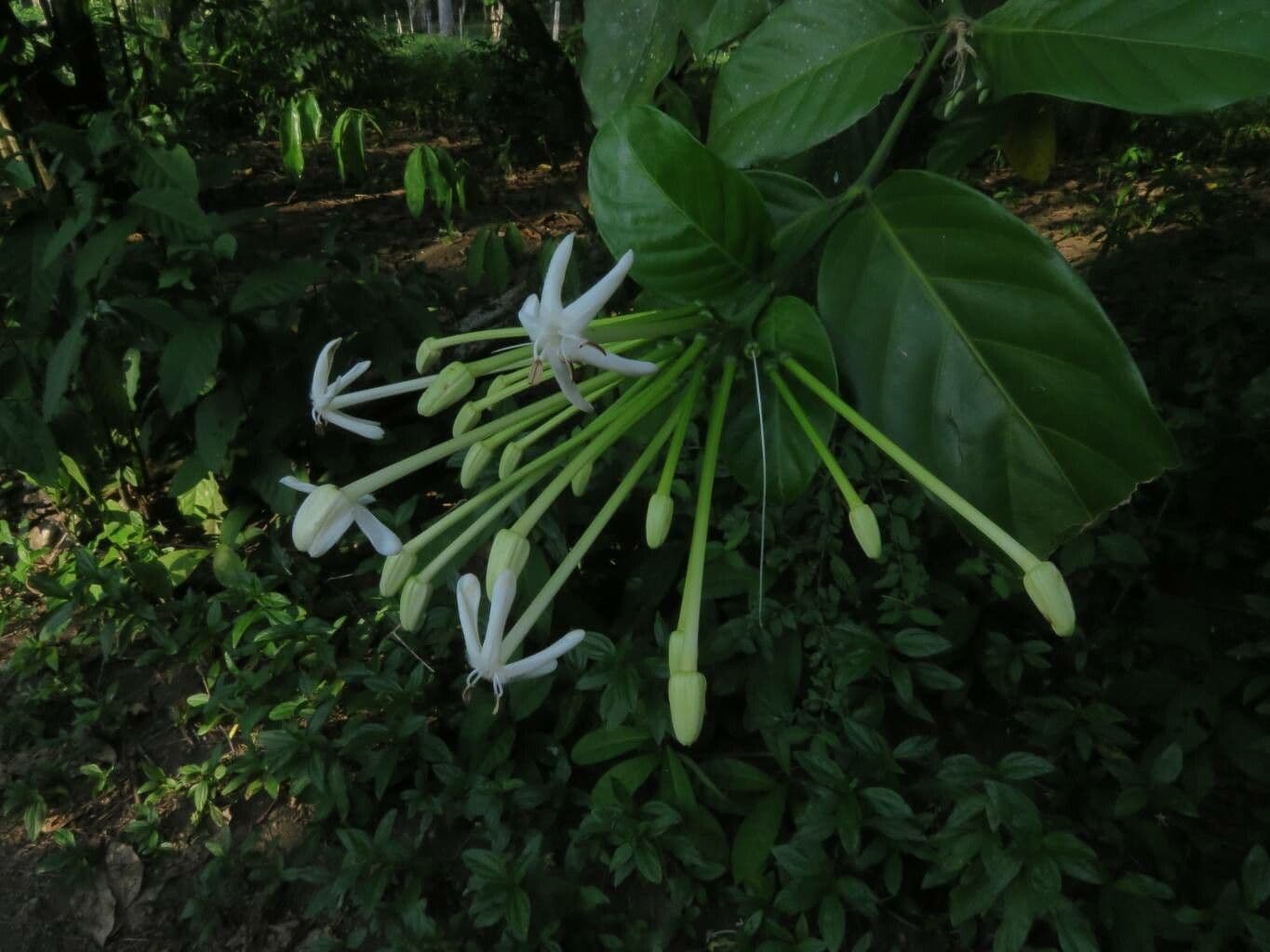 Posoqueria latifolia 10