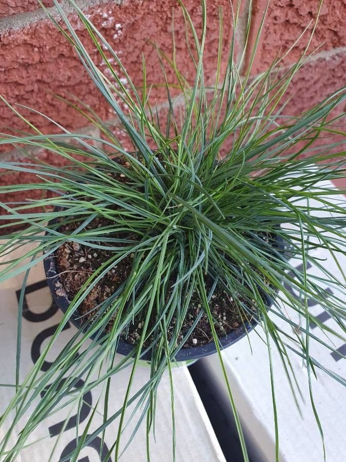 Festuca blu 23