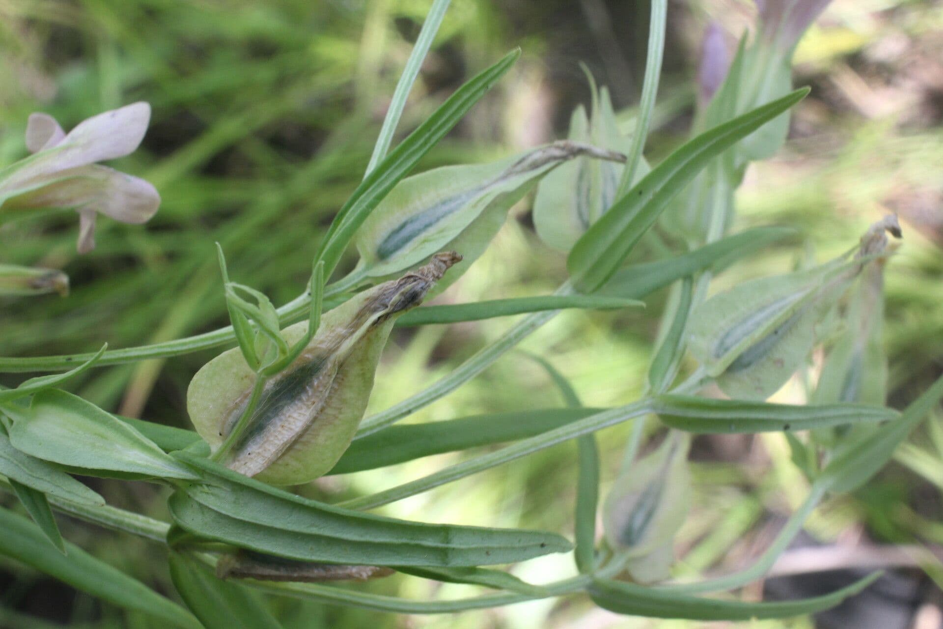 Schultesia guianensis 2