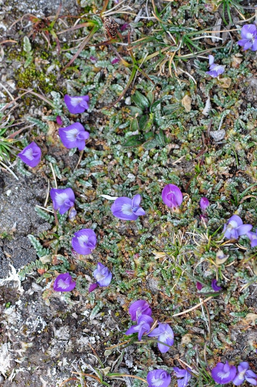 Kozinec peruánský 10