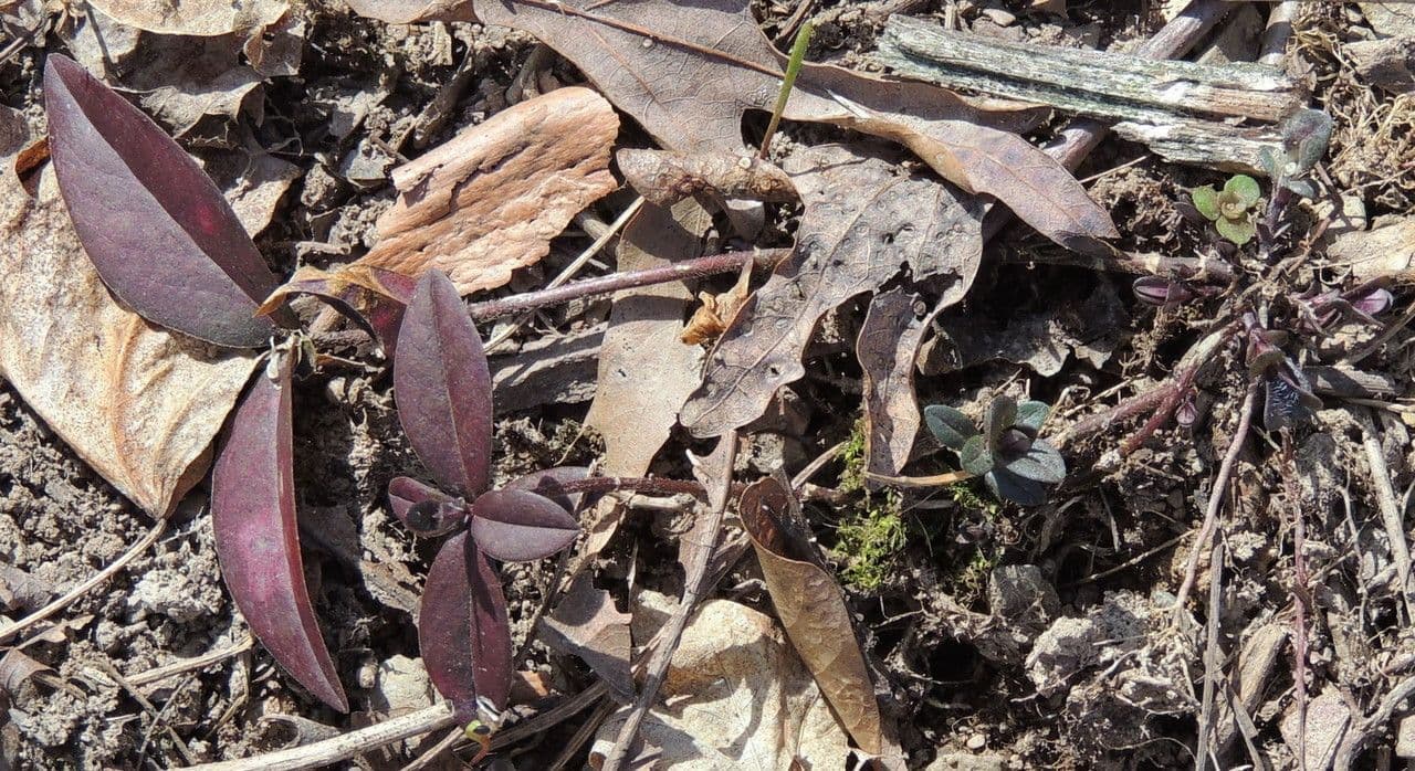 Flox divaricata 17