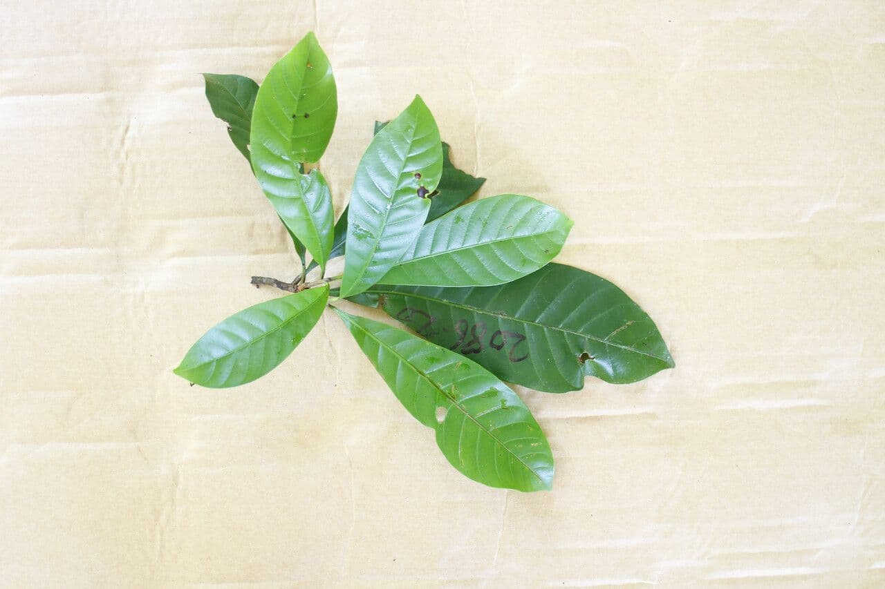 Pouteria 2