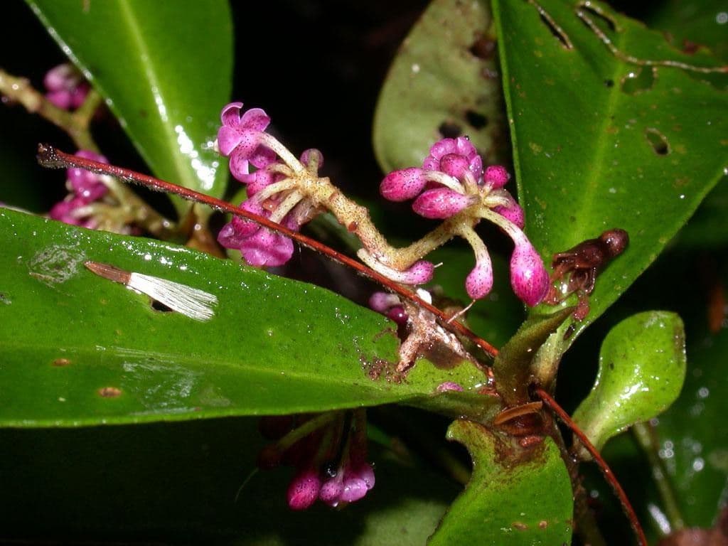 Hymenandra 15