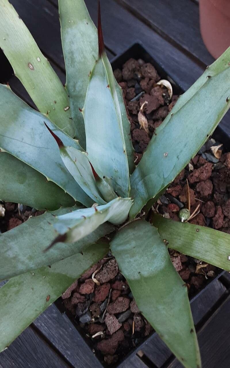 Agave
