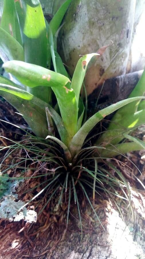 Aechmea 5