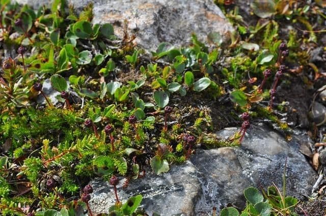 Harrimanella hypnoides 9