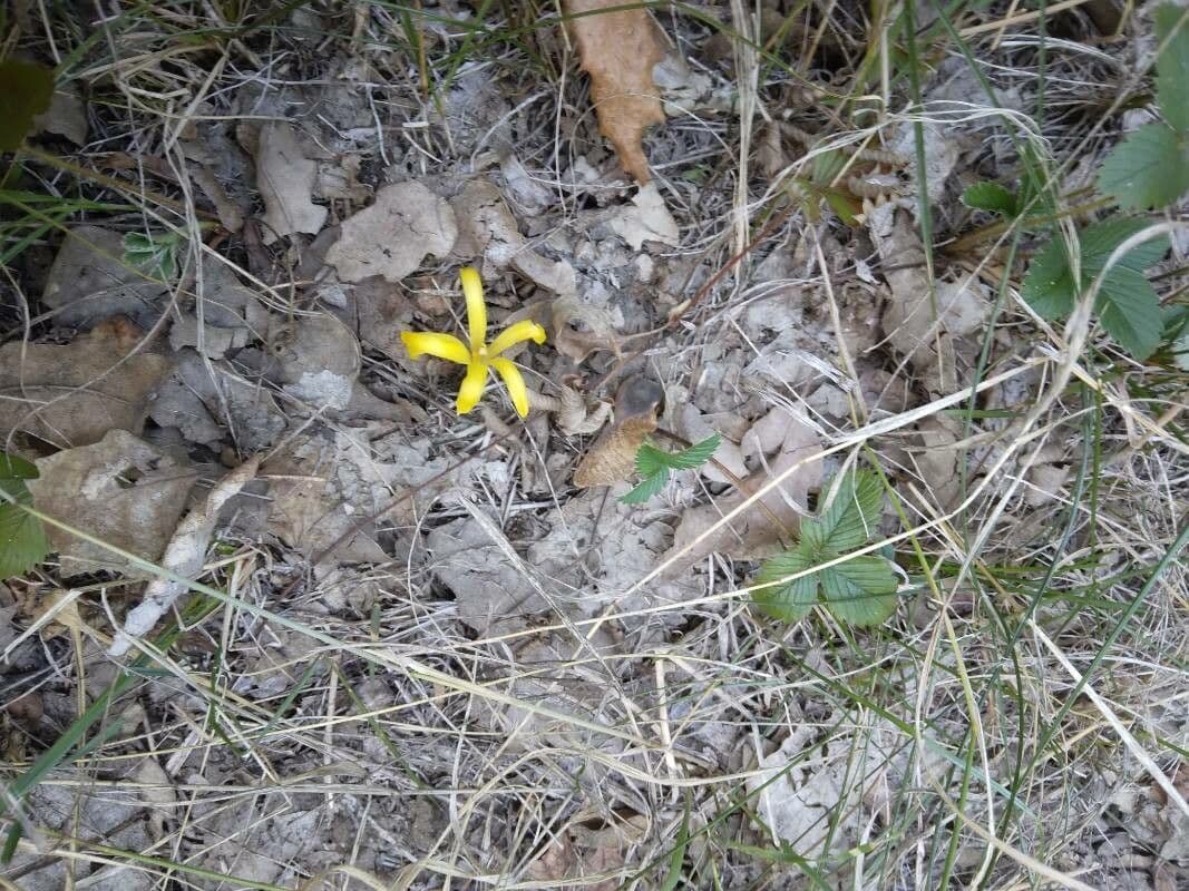 Sternbergia colchiciflora