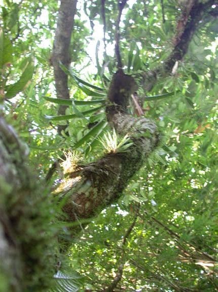 Saurauia 3