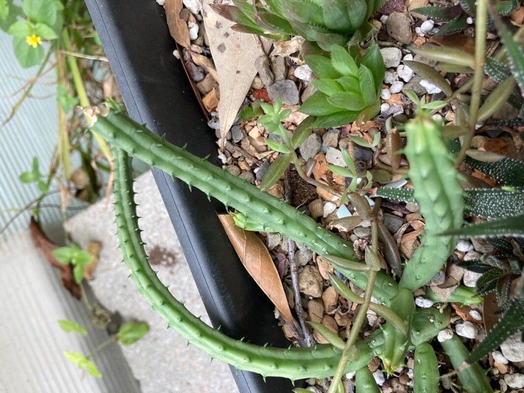 Huernia