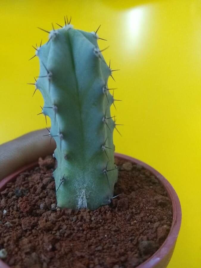 Myrtillocactus geometrizans