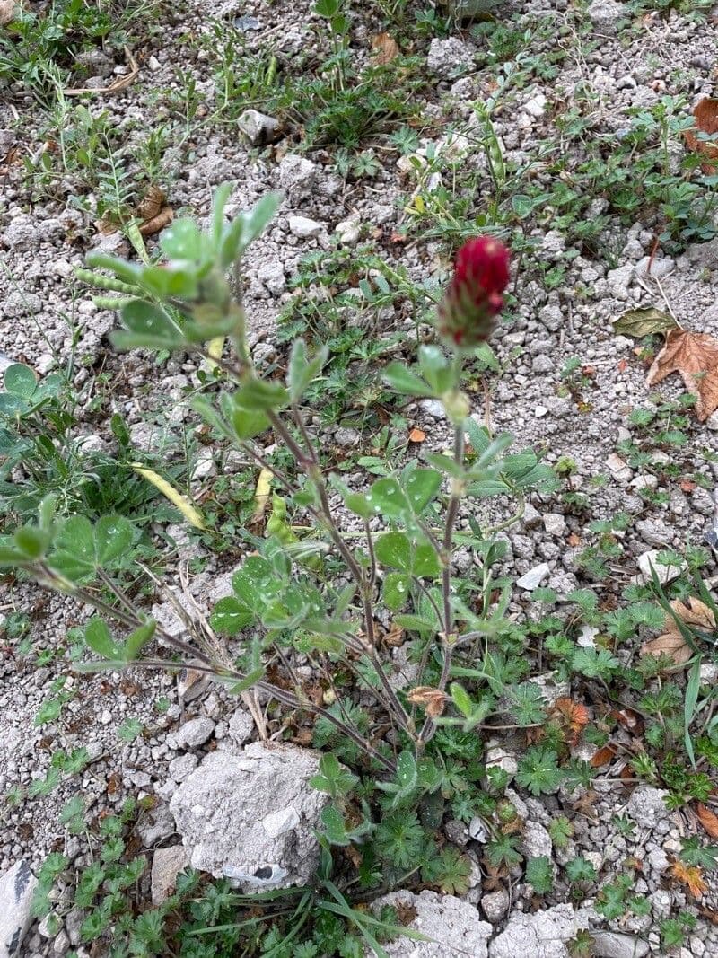 Trifoglio incarnato 20