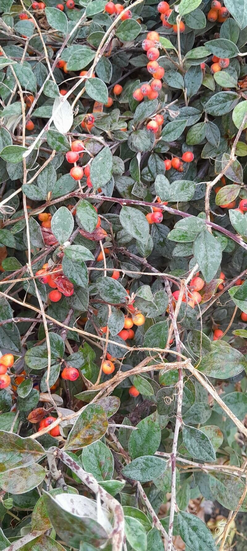 Cotoneaster di Franchet 14