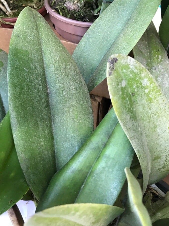 Cattleya di Lueddemann 7