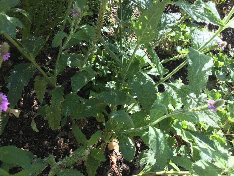 Verbena 5