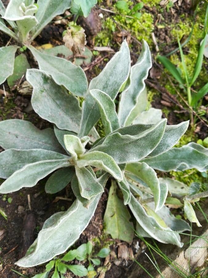 Silene coronaria 18