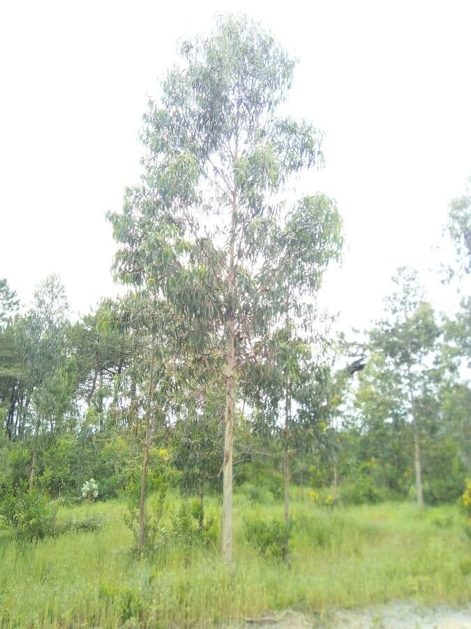 Eucalyptus dalrympleana 2