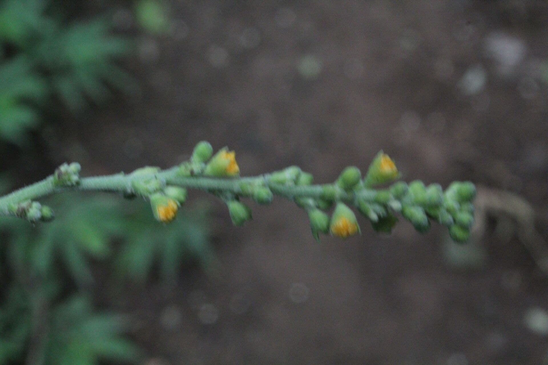Allobriquetia 4