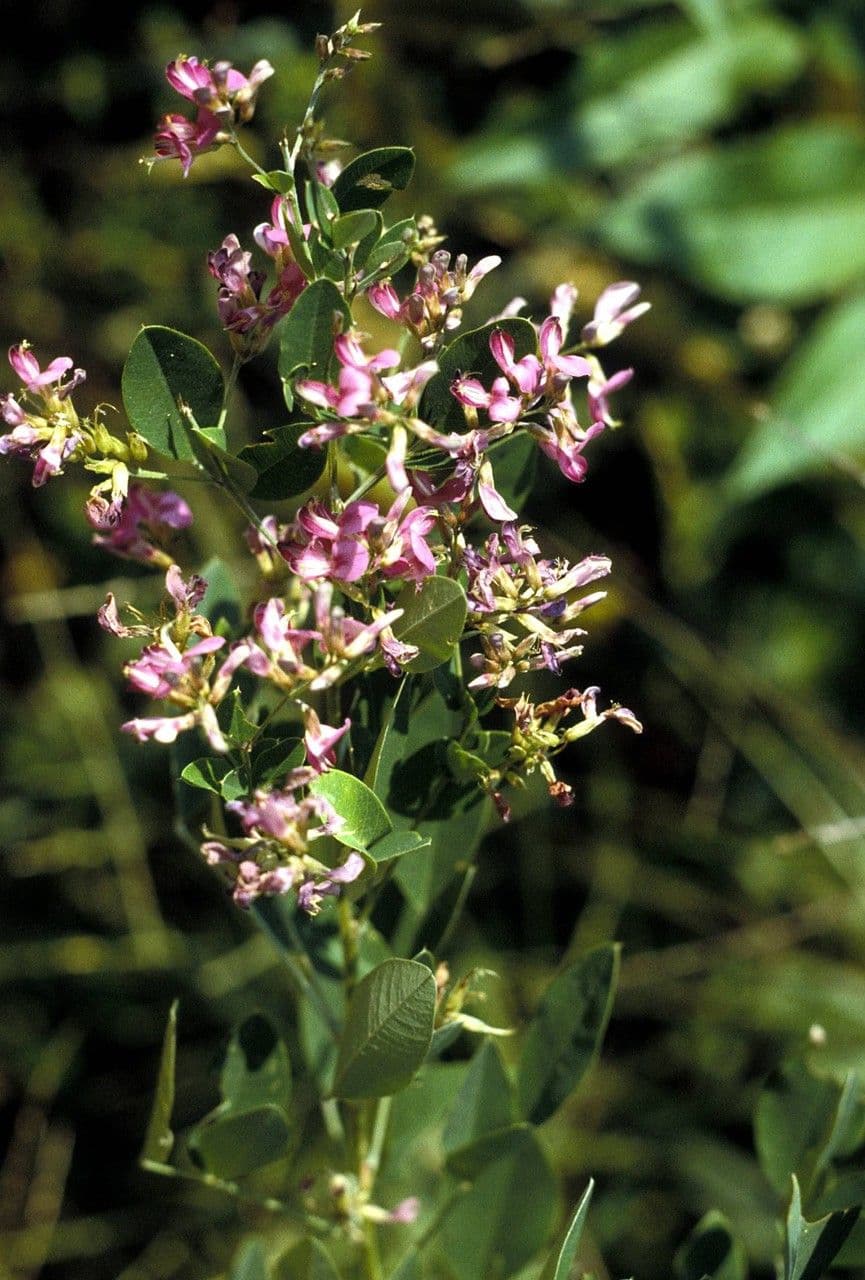 Lespedeza violacea 5