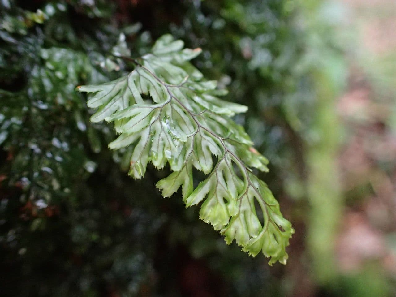 Braunes Hymenophyllum 24