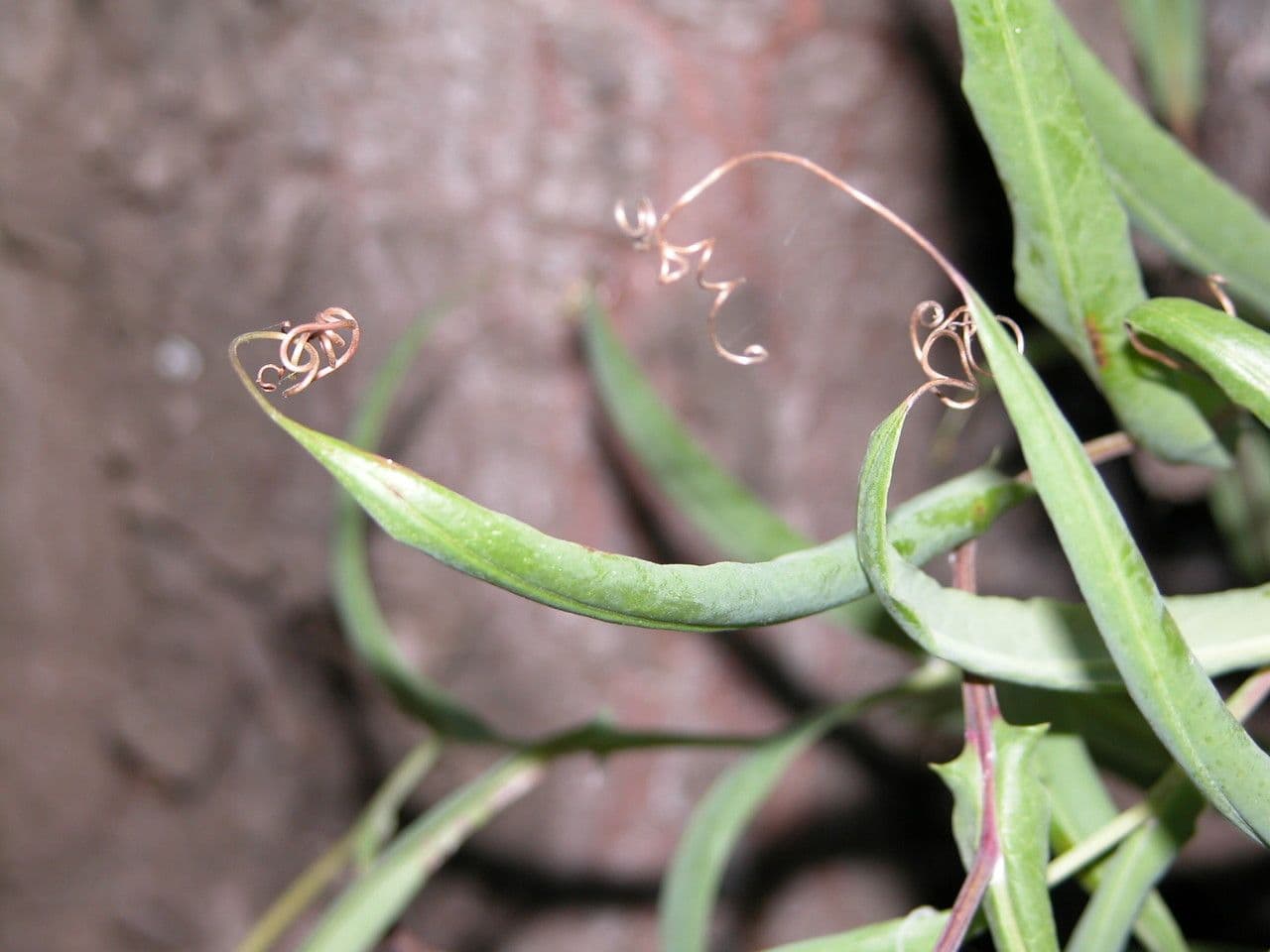 Mutisia