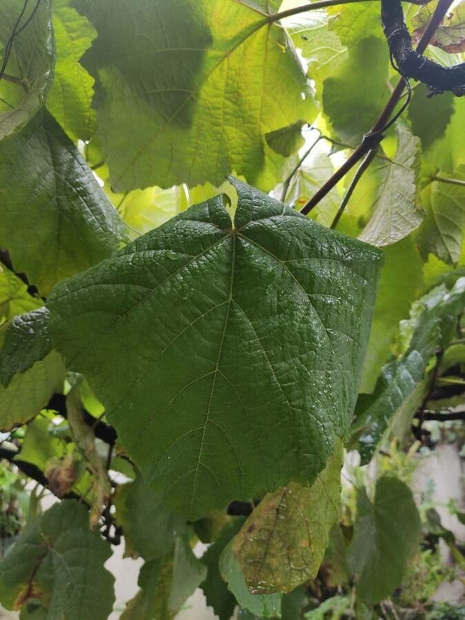 Dombeya burgessiae 3