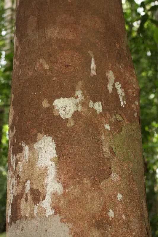 Trattinnickia 4