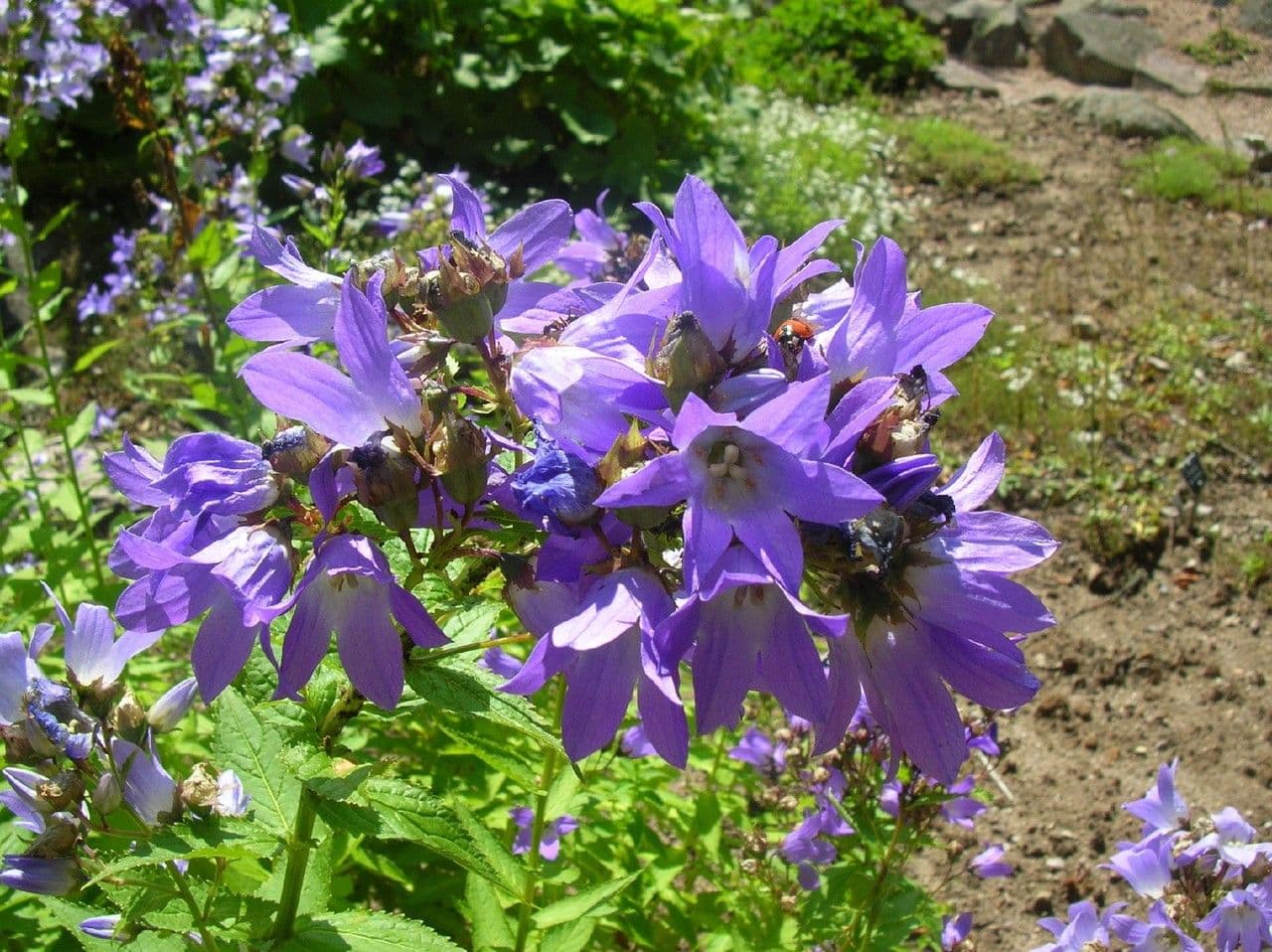 Campanula lactiflora 9