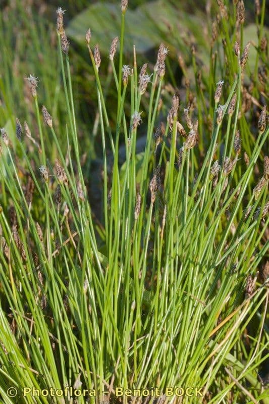 Sedge bonariensis 14