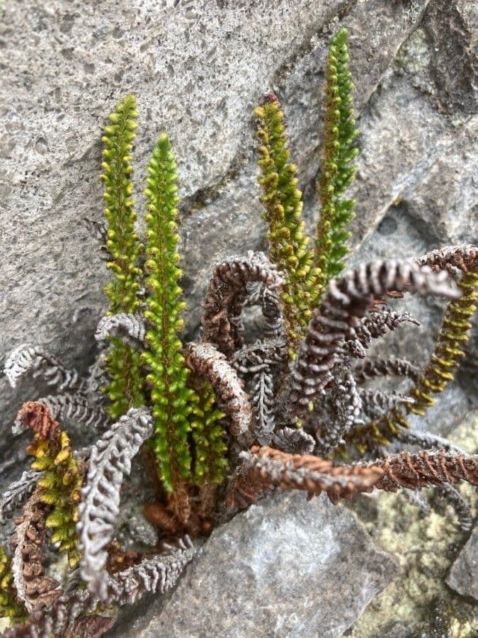 Polystichum