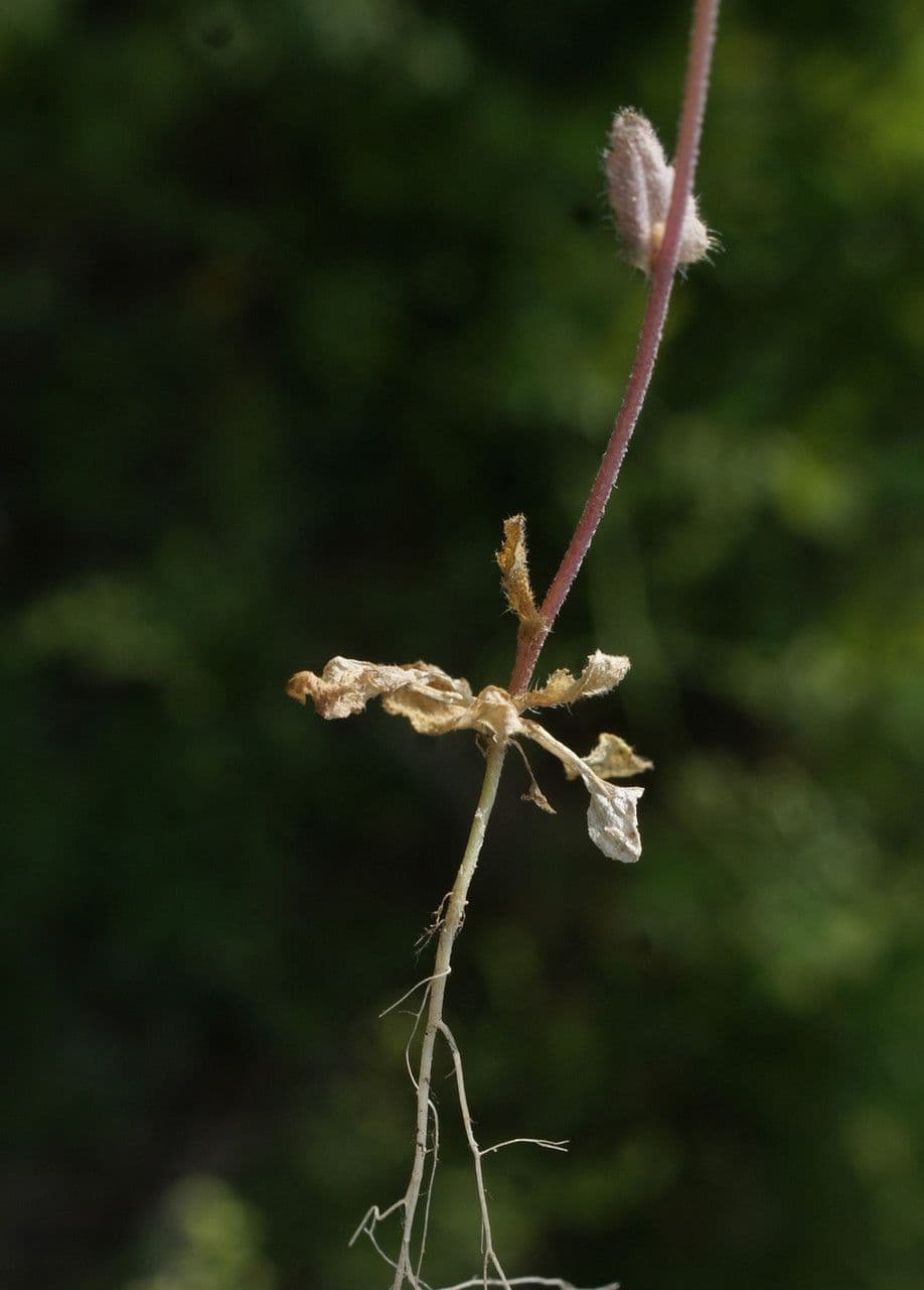 Draba murale 19