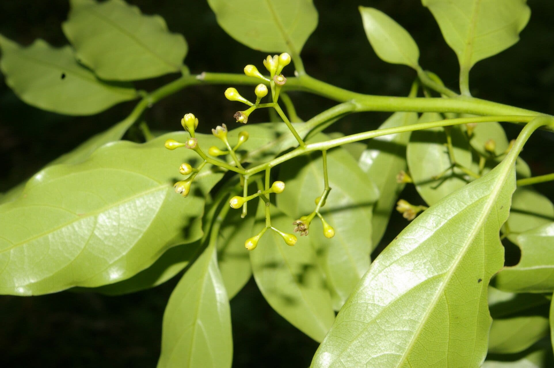 Ocotea 8