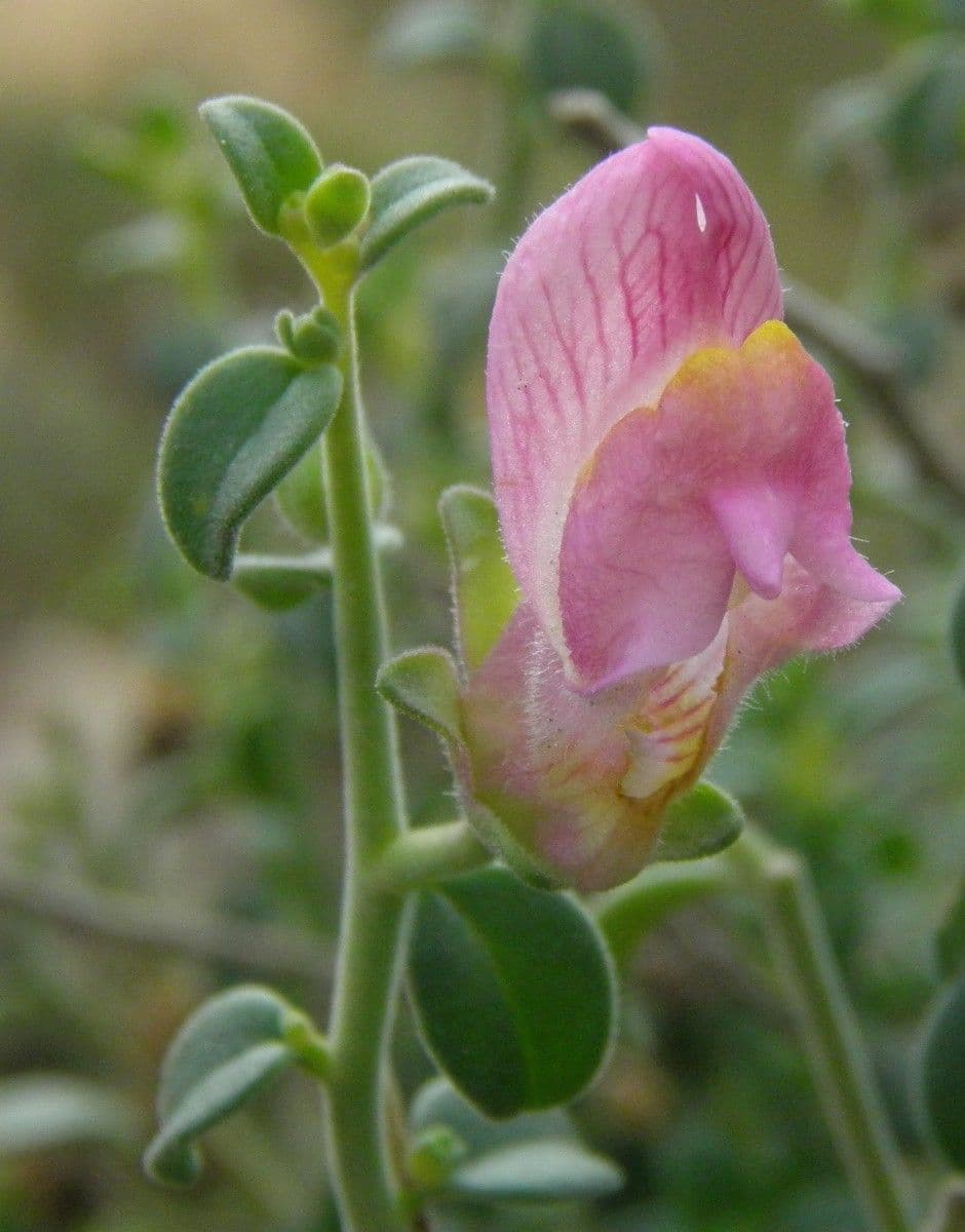 Antirrhinum 6