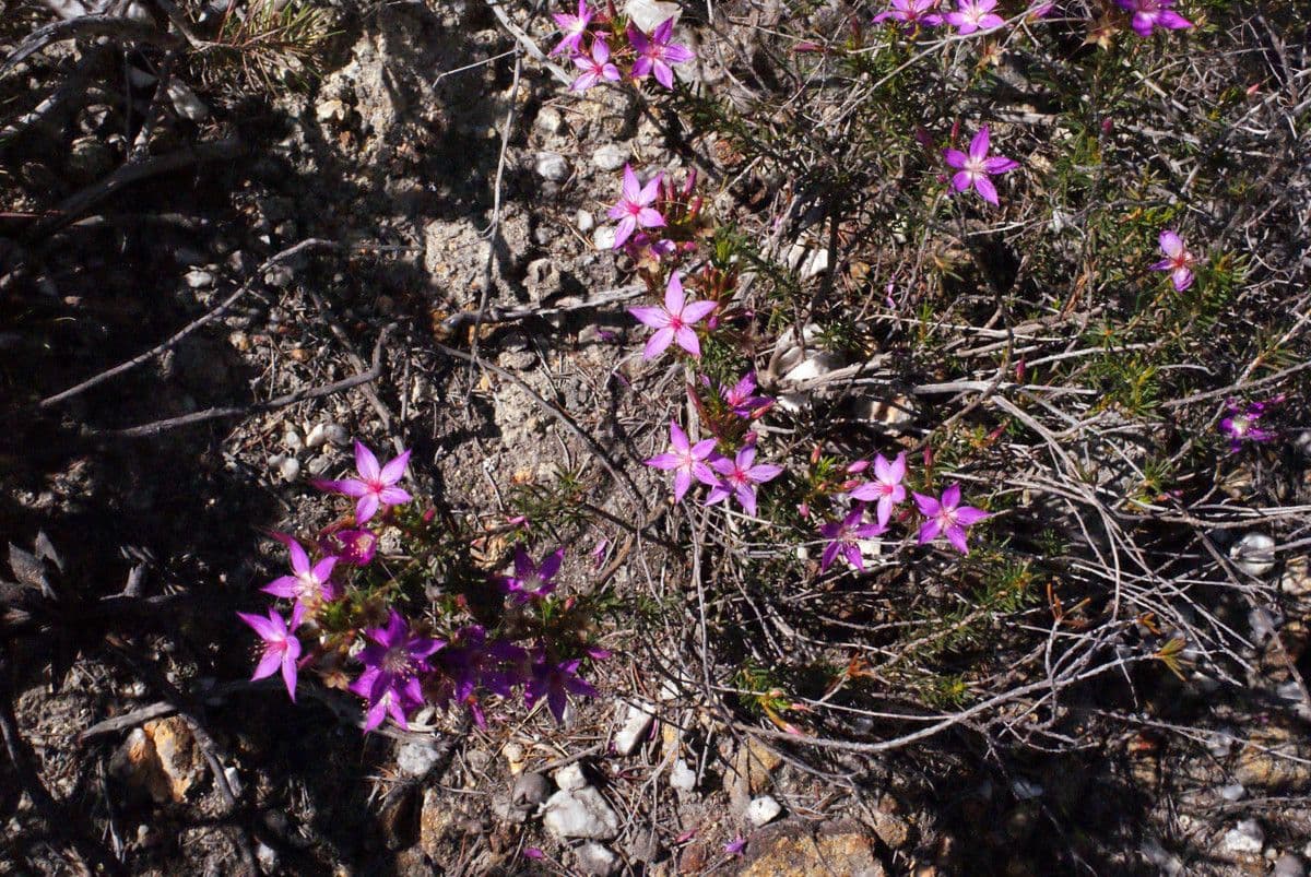 Calytrix 4