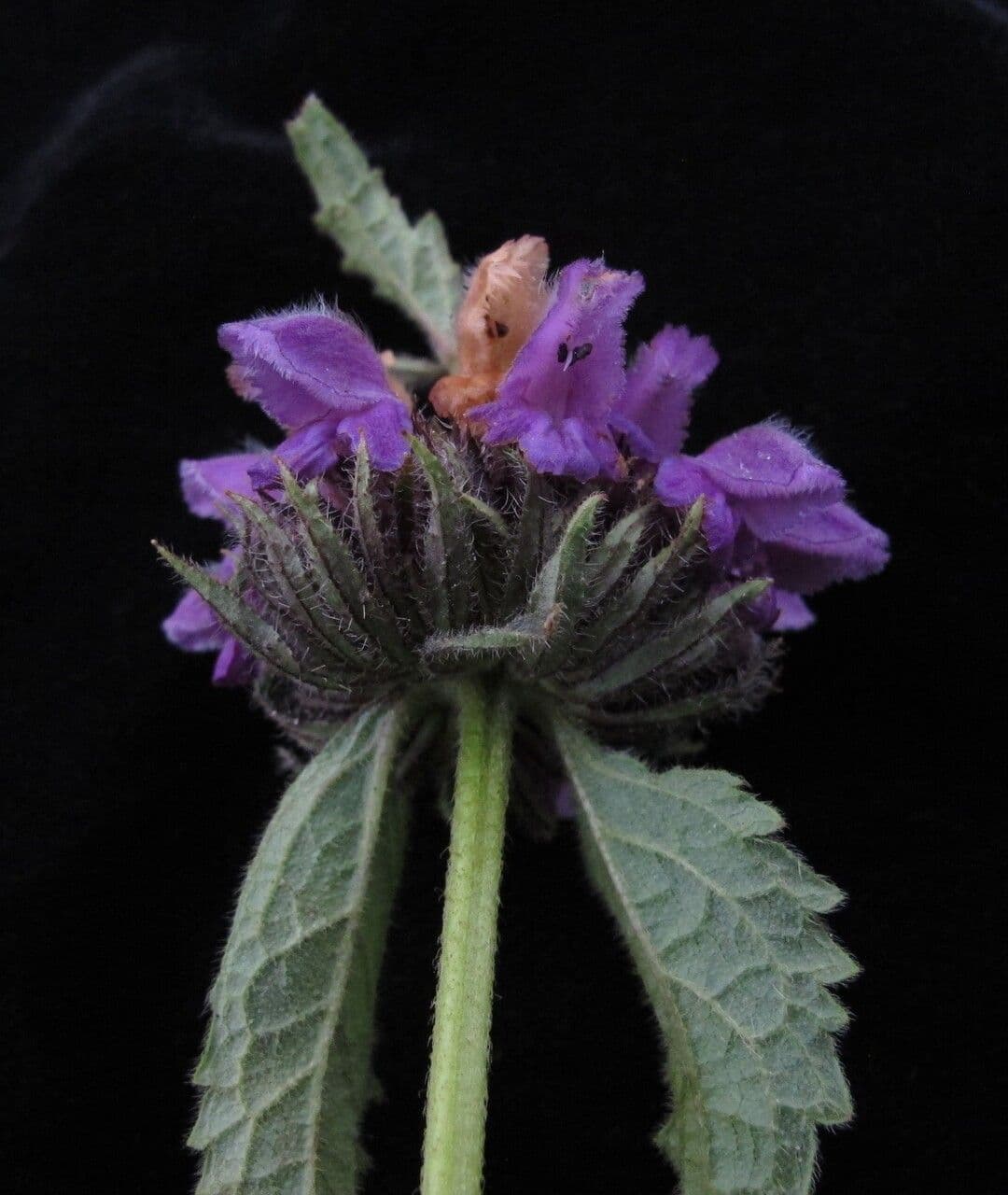 Phlomoides bracteosa 2