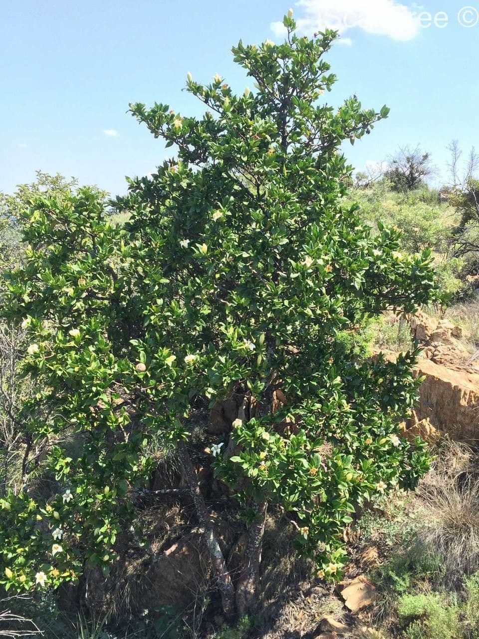 Gardenia del Capo 13