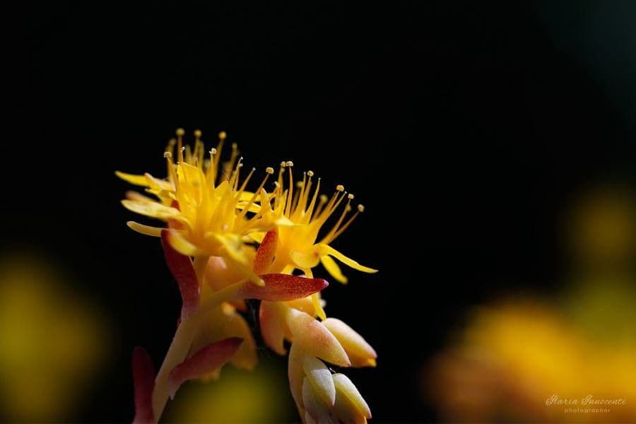 Sedum 6