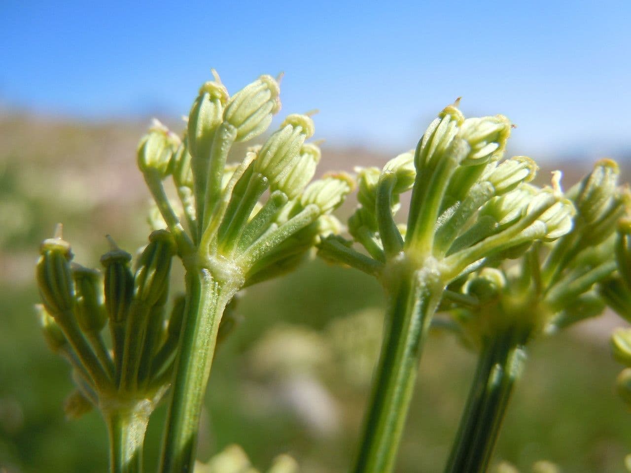 Ligusticum