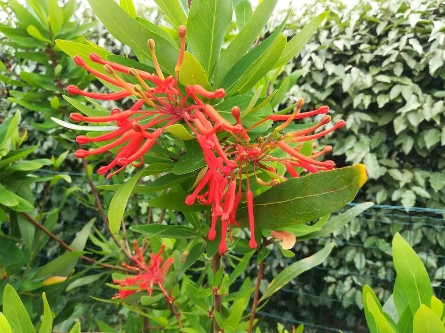 Embothrium 9