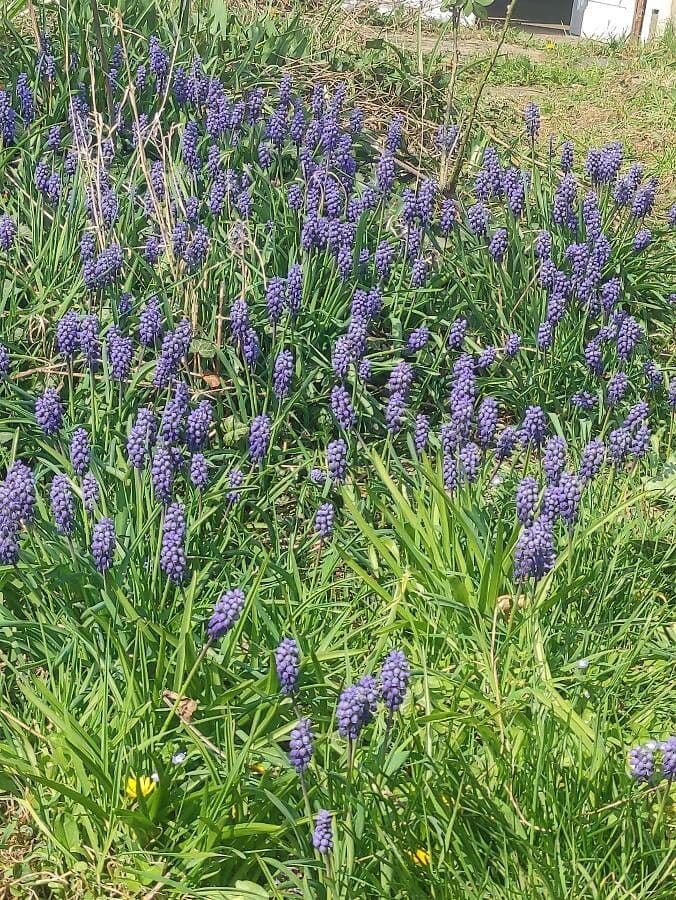 Muscari armeniaco 24