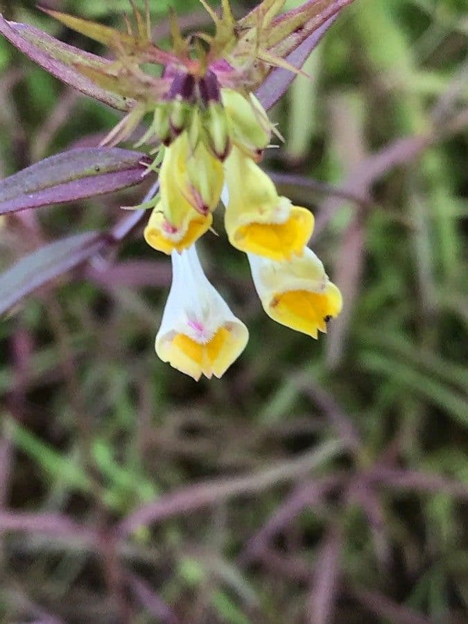 Linaria triphylla 3