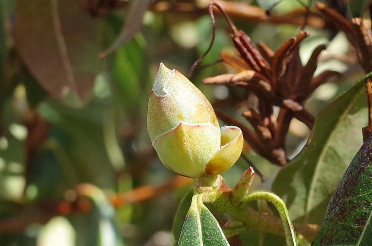 Rododendro 21