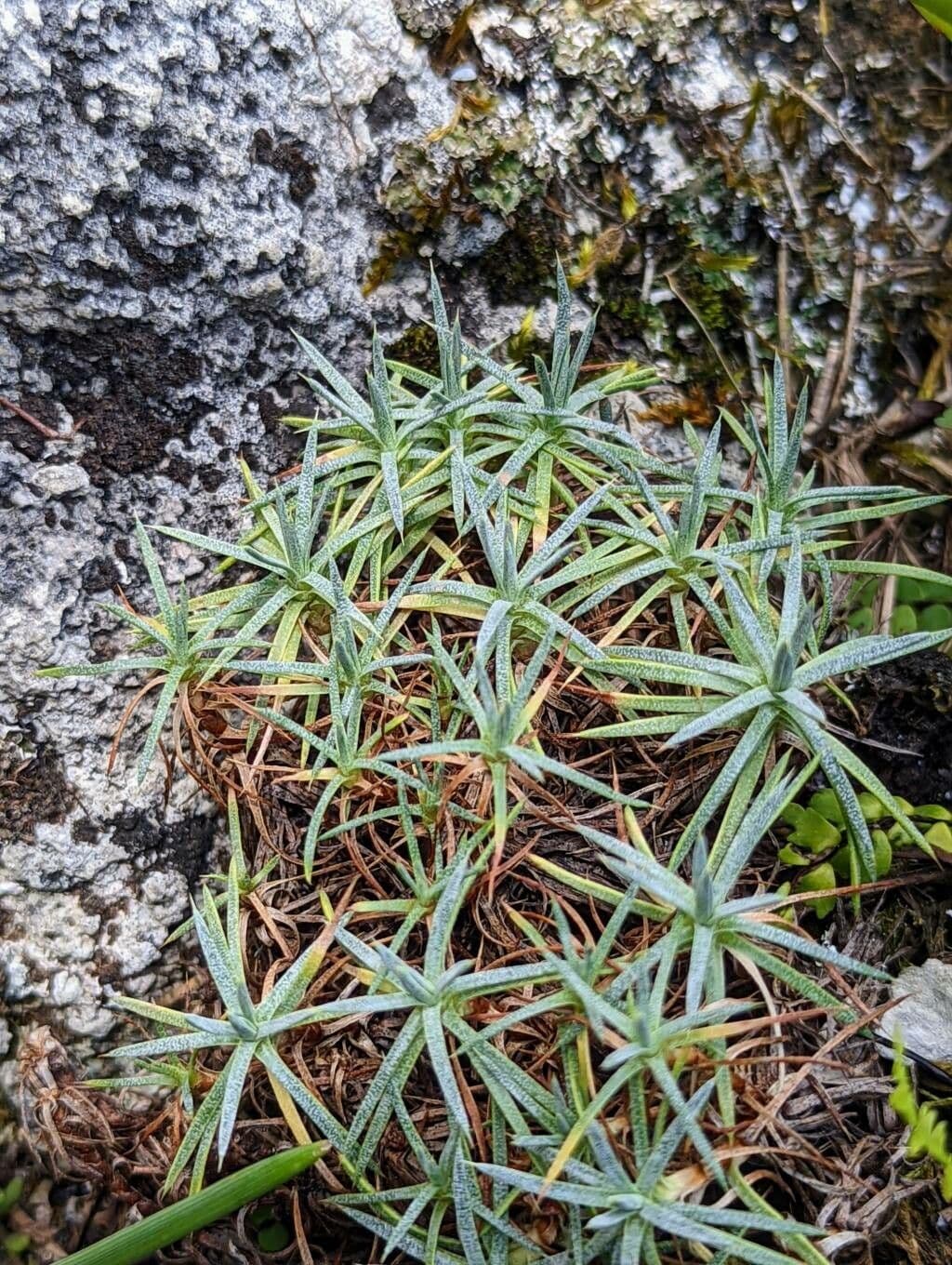 Acantholimon